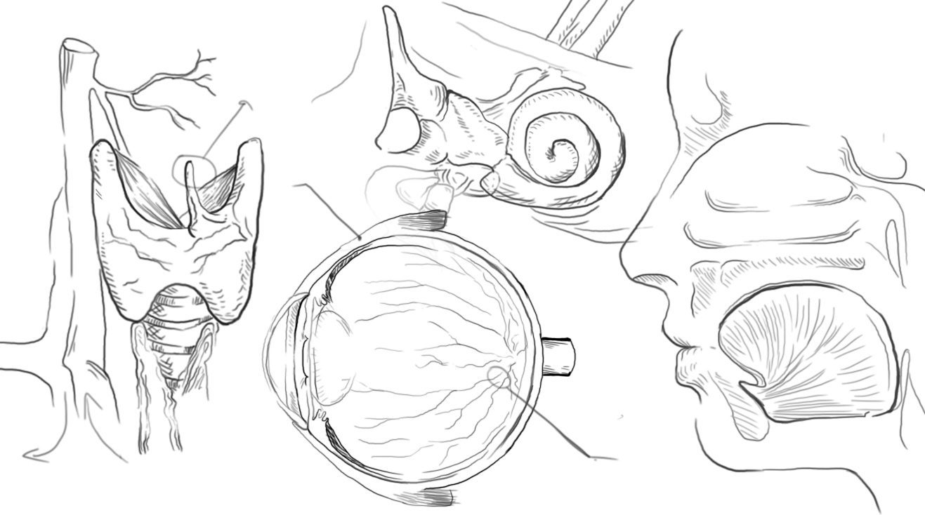 Sketches of anatomy, including cross section of the eye, ear, and head